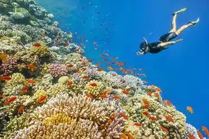 Snorkeling Giftun Island