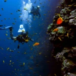 Scuba divers beside a coral wall in the Red Sea