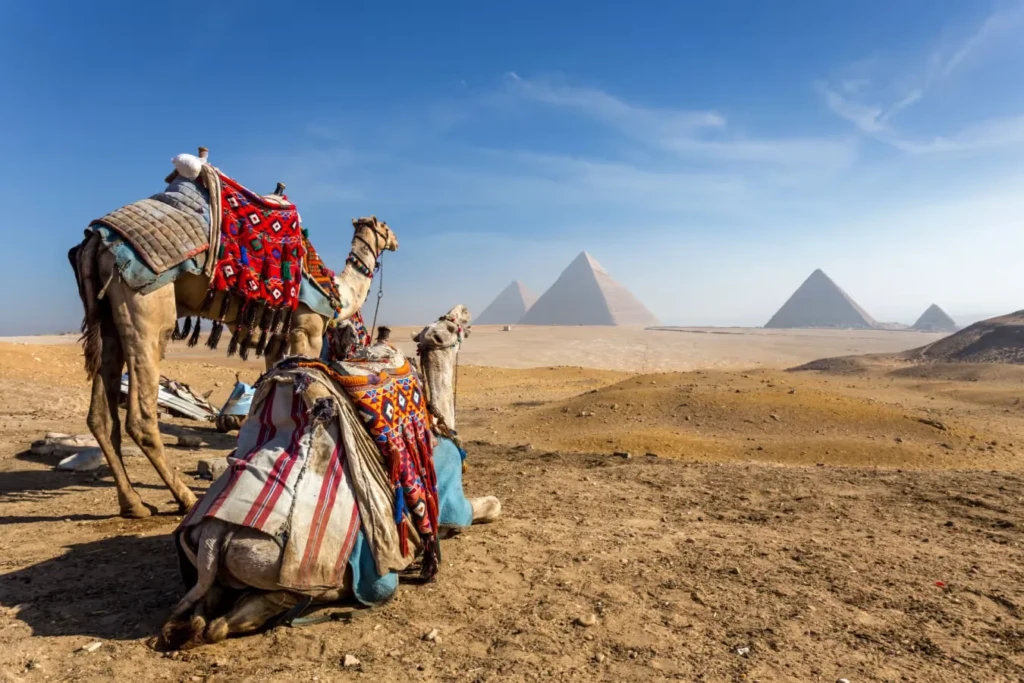 Camels resting in front of the Pyramids of Giza