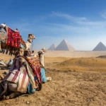 Camels resting in front of the Pyramids of Giza