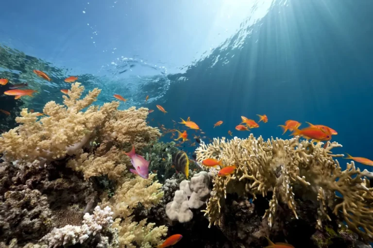 Coral reef with orange reef fish underwater