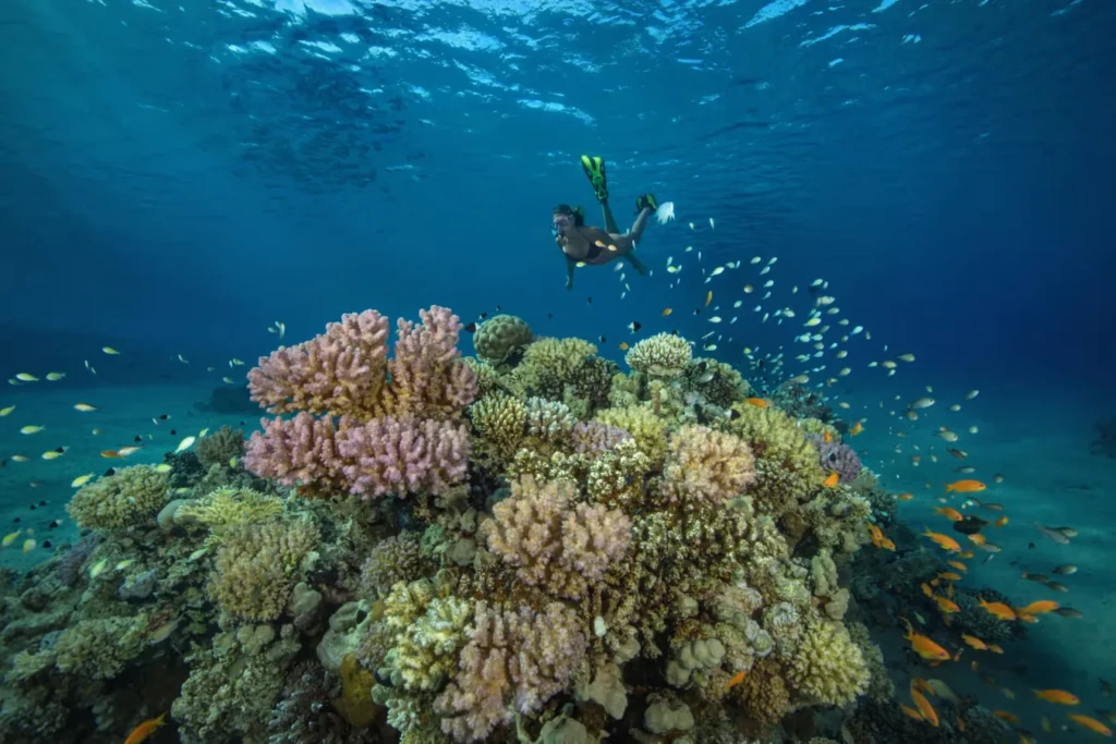 Diver above a coral reef with fish in the Red Sea