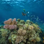 Diver above a coral reef with fish in the Red Sea