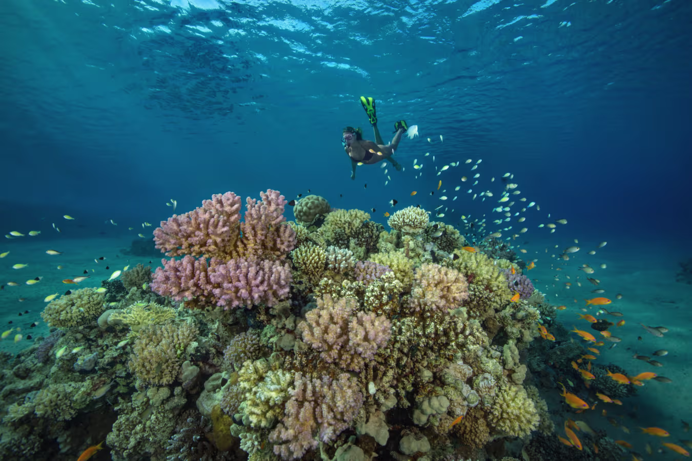 A Family Egyptian Adventure: From Pyramids to Reefs (14 Days / 13 Nights)