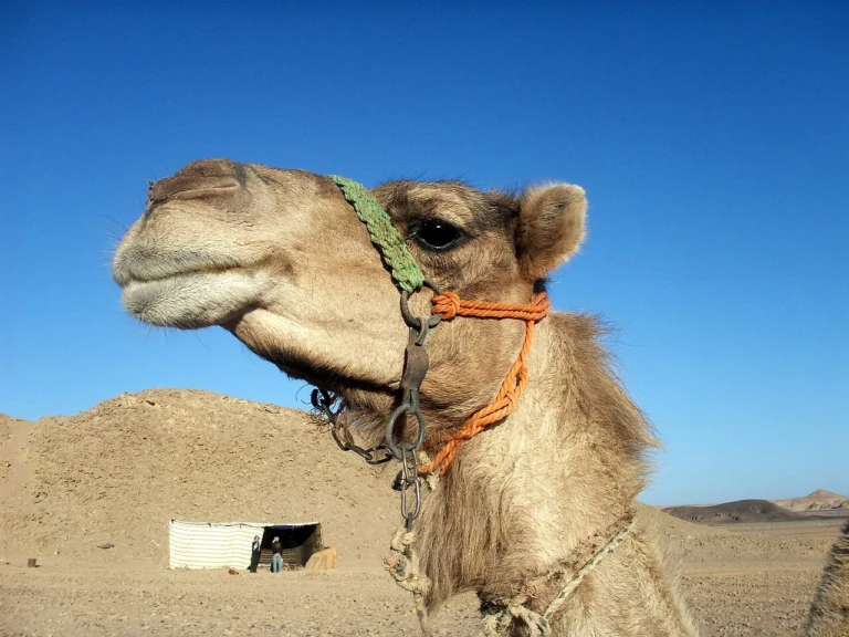 Camel in front of a Bedouin tent in the desert near Safaga