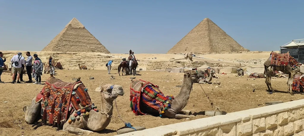 Camels resting at the Pyramids of Giza