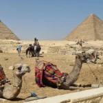 Camels resting at the Pyramids of Giza
