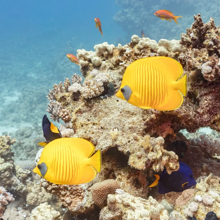 Masked butterflyfish on a coral reef at Sharm El Sheikh