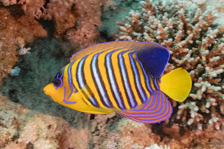 Royal angelfish on a reef in Ras Mohammed National Park